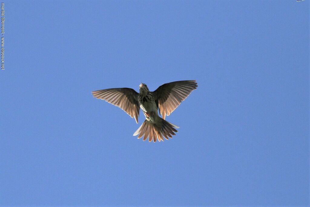 Pipit des arbres