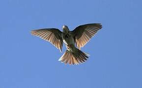 Tree Pipit