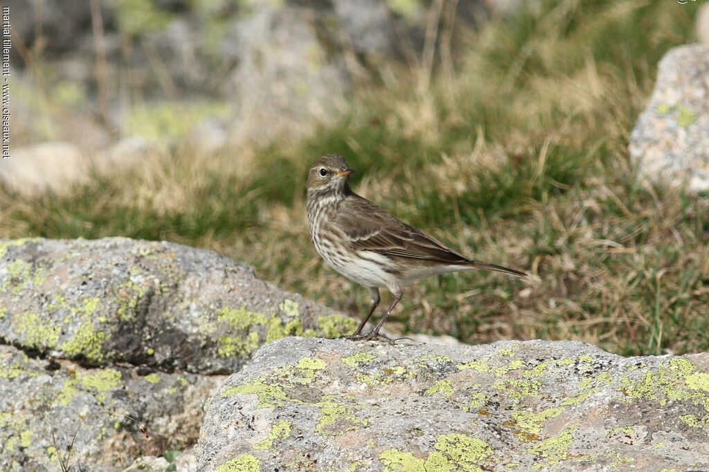 Pipit farlouse