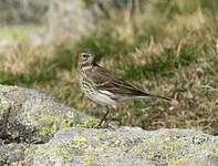 Pipit farlouse