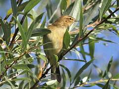 Common Chiffchaff