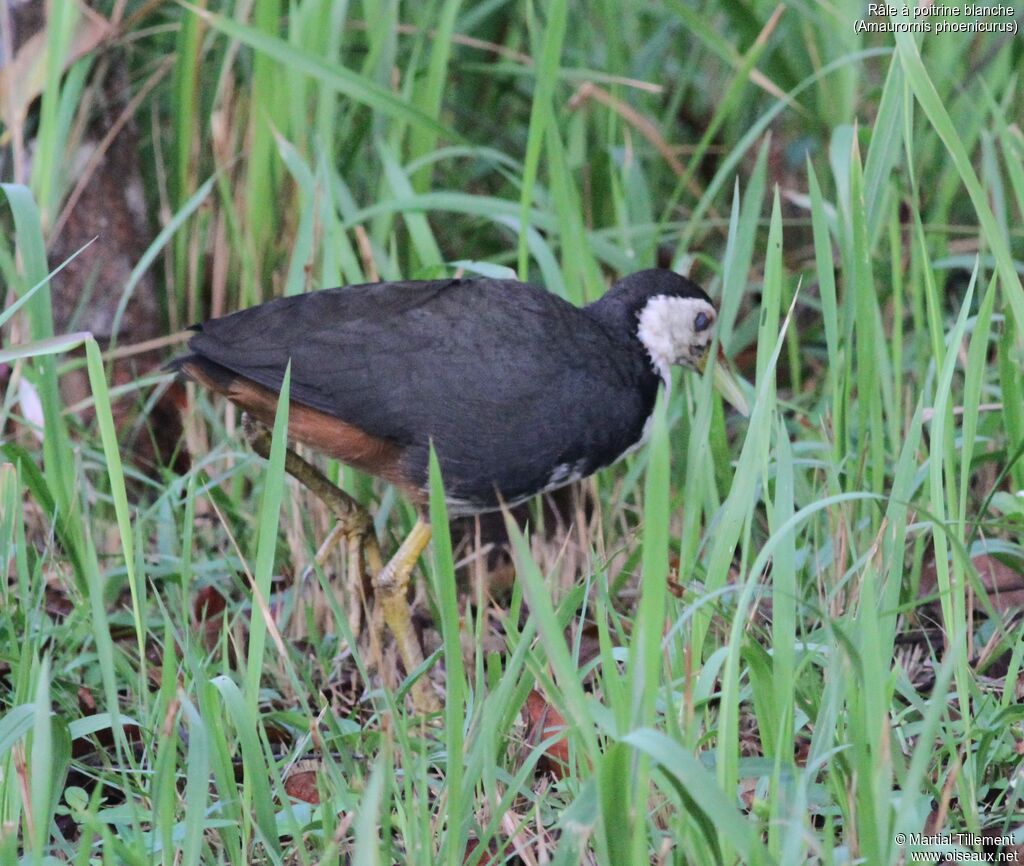 White-breasted Waterhen