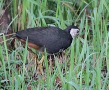 White-breasted Waterhen