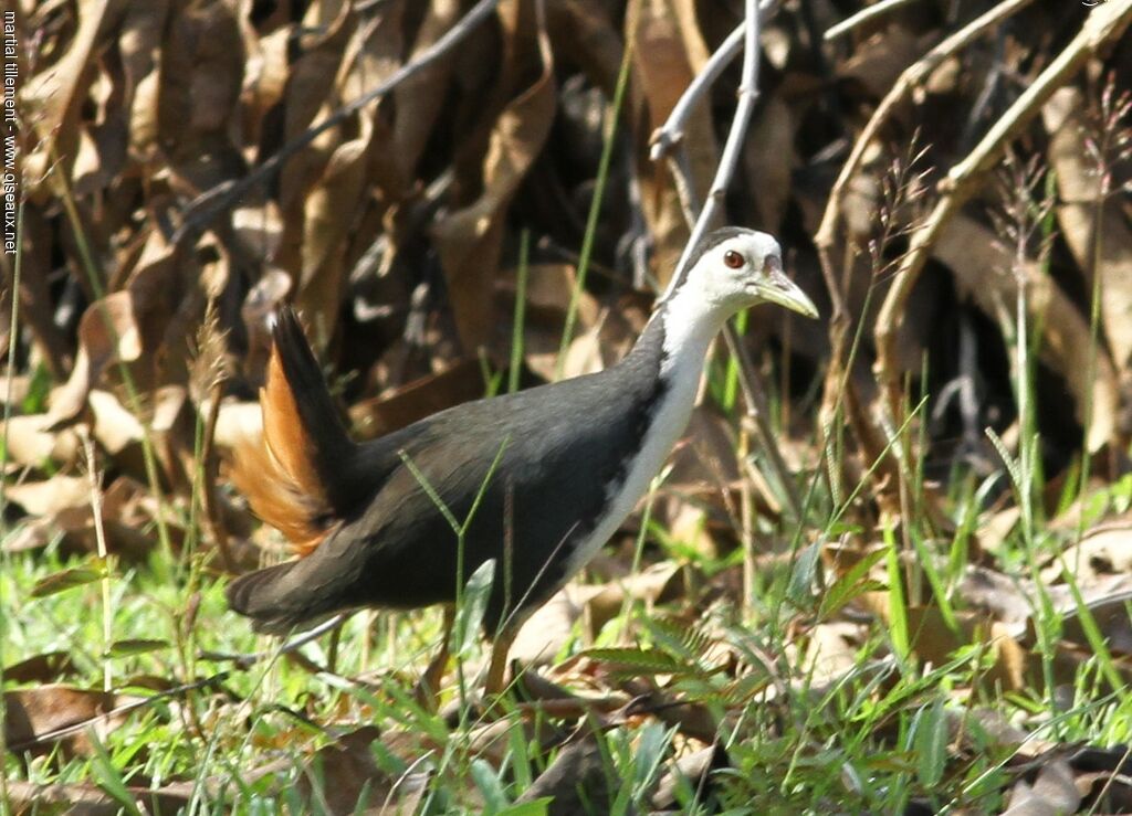 White-breasted Waterhen