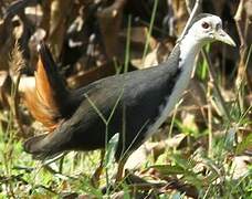 White-breasted Waterhen