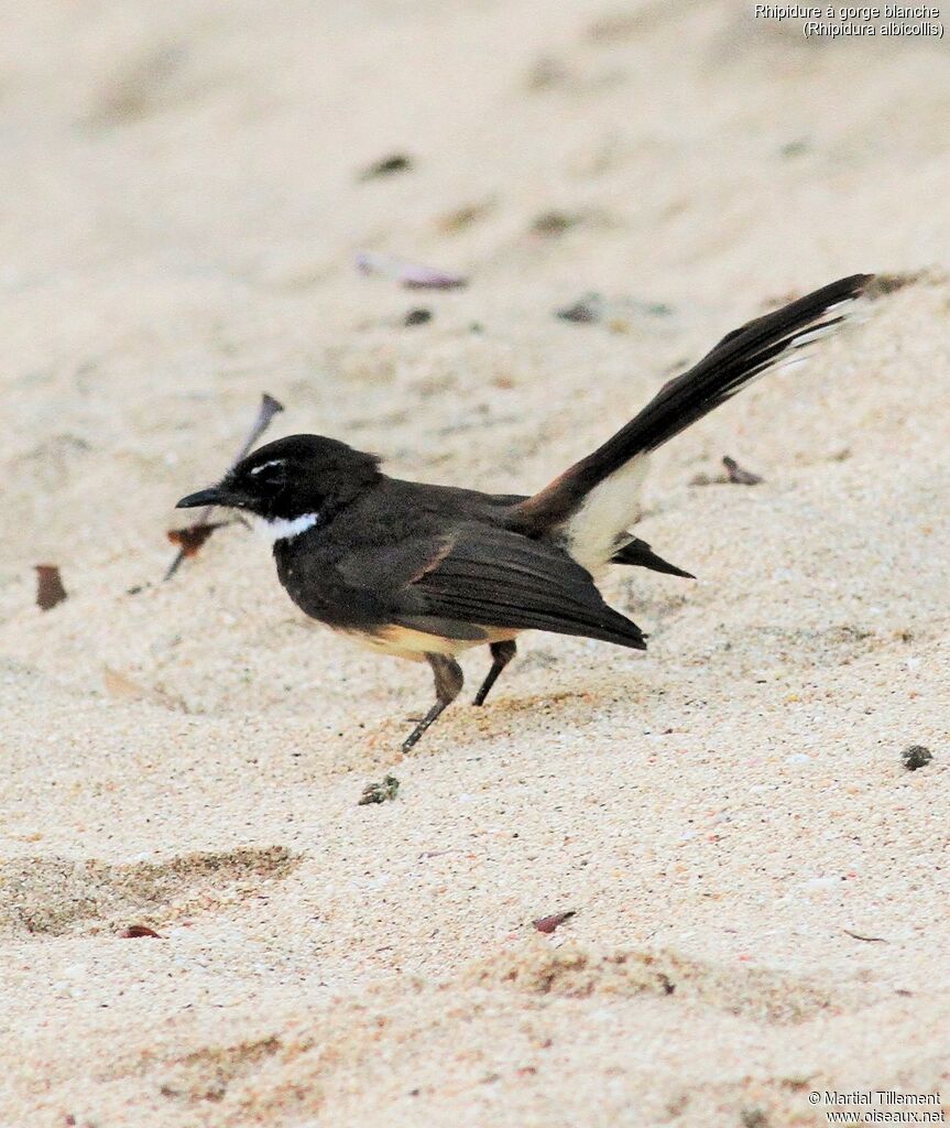 White-throated Fantail