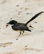 White-throated Fantail