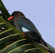 Oriental Dollarbird