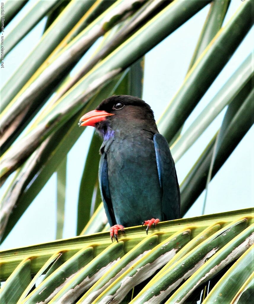 Oriental Dollarbird