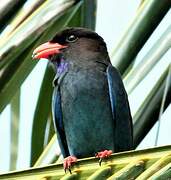 Oriental Dollarbird