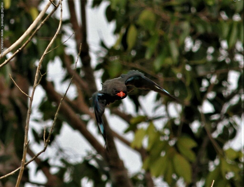 Oriental Dollarbird, Flight