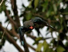 Oriental Dollarbird