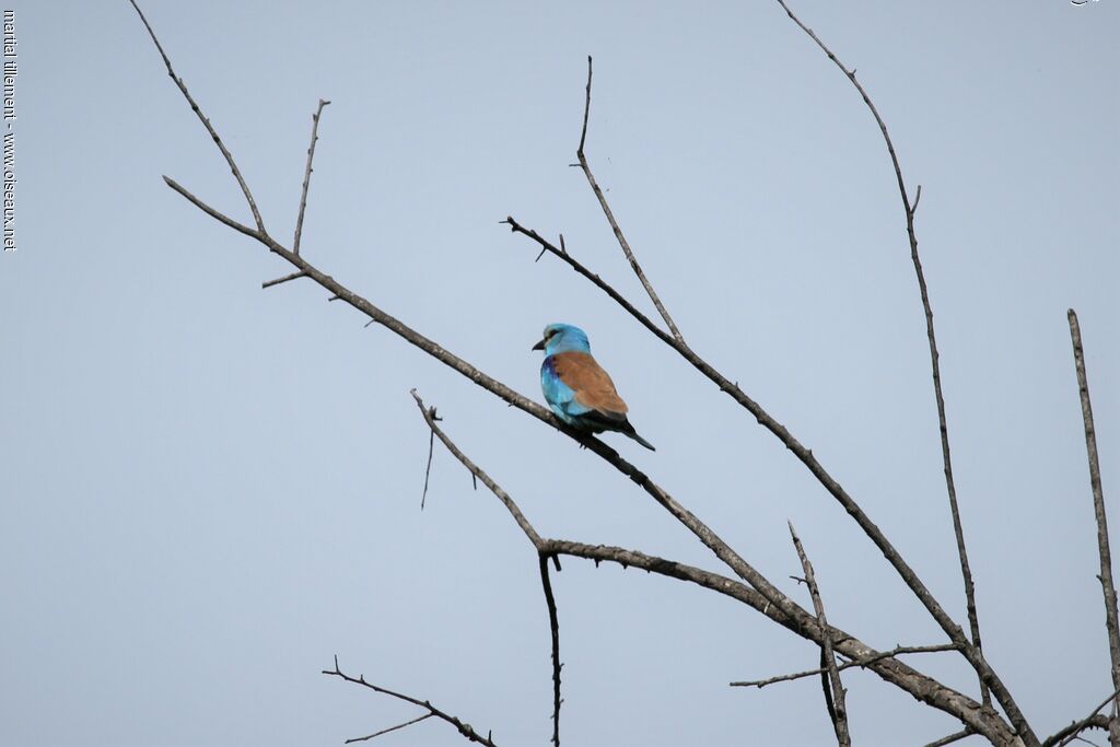 European Roller