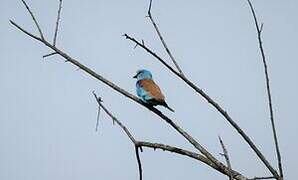 European Roller