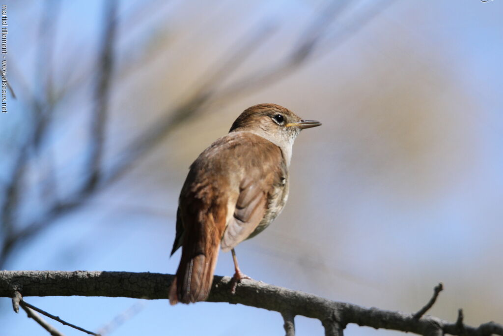 Common Nightingale