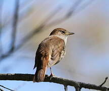 Common Nightingale