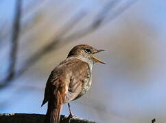 Common Nightingale