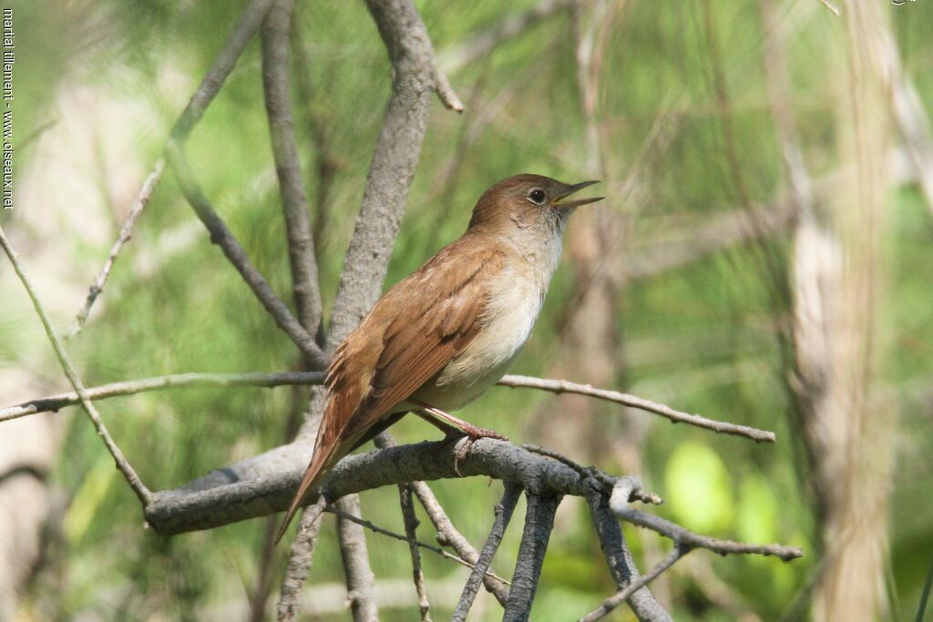 Common Nightingale