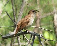 Common Nightingale