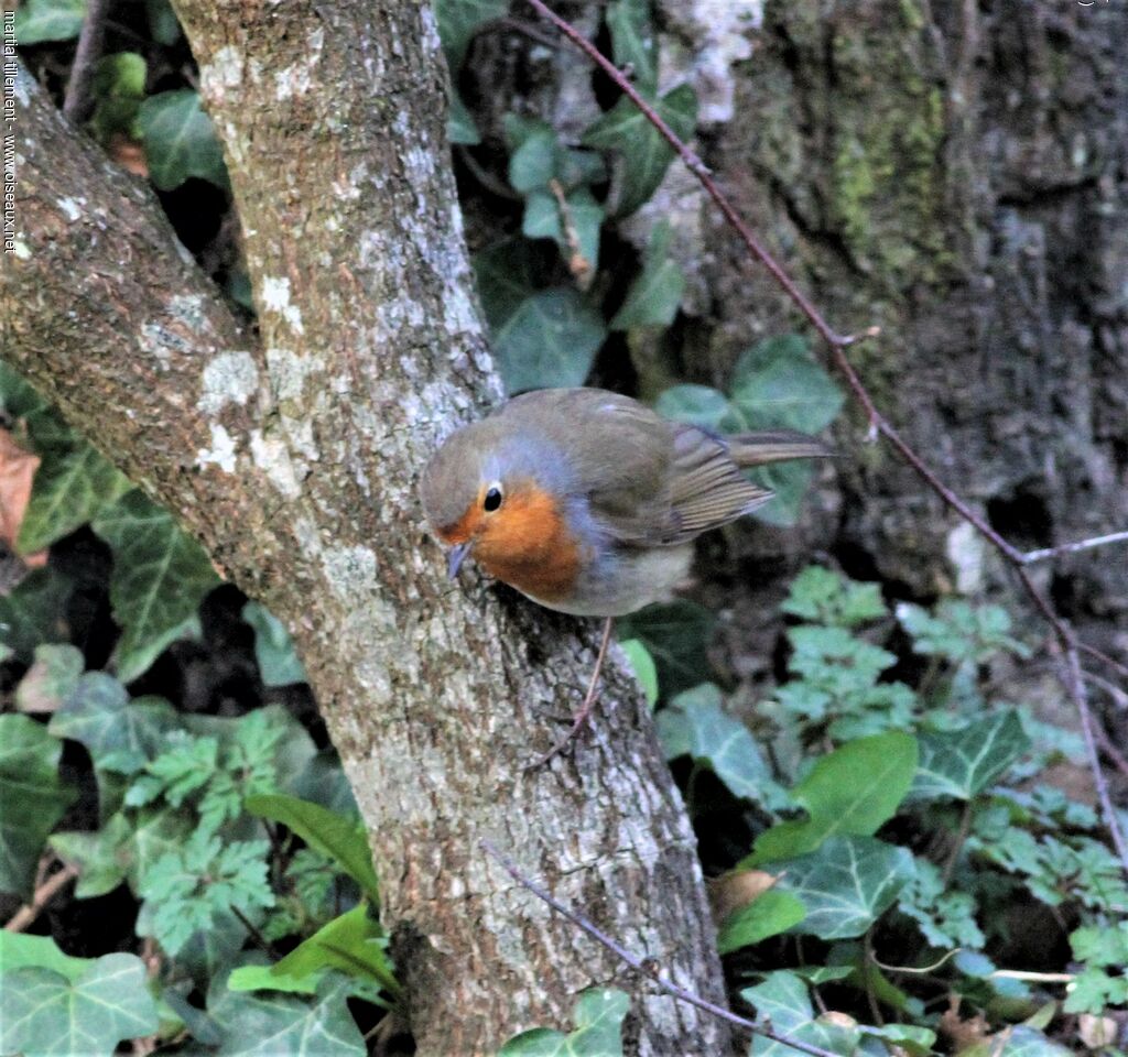 European Robin