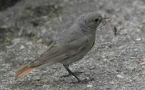 Black Redstart