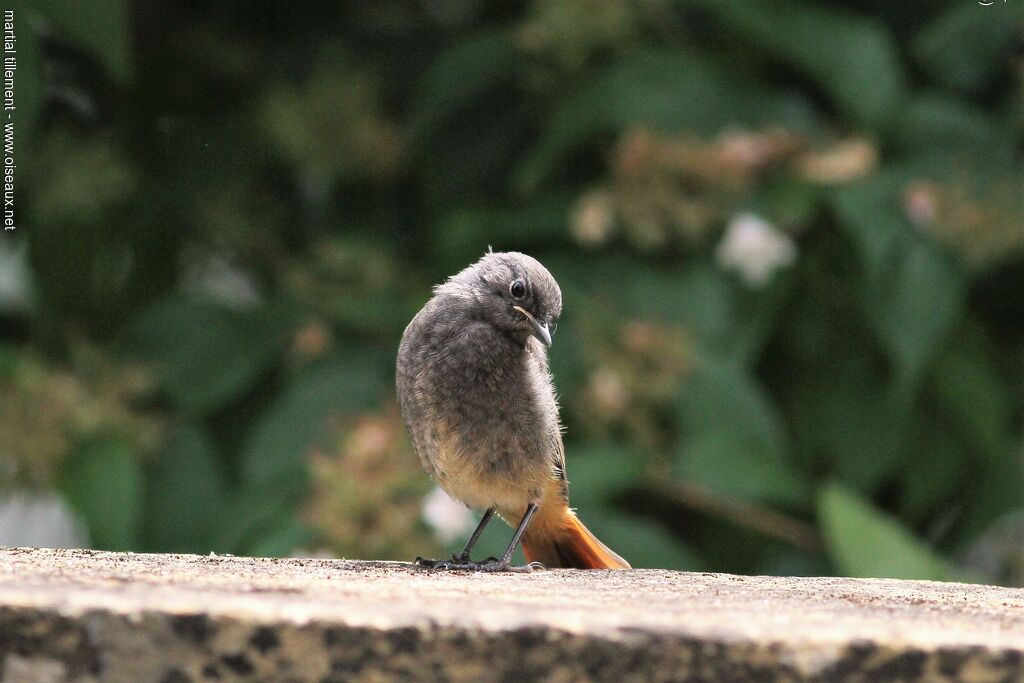 Black RedstartPoussin