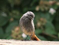 Black Redstart