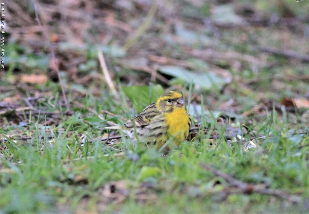 European Serin