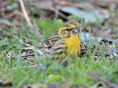 European Serin