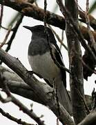 Oriental Magpie-Robin