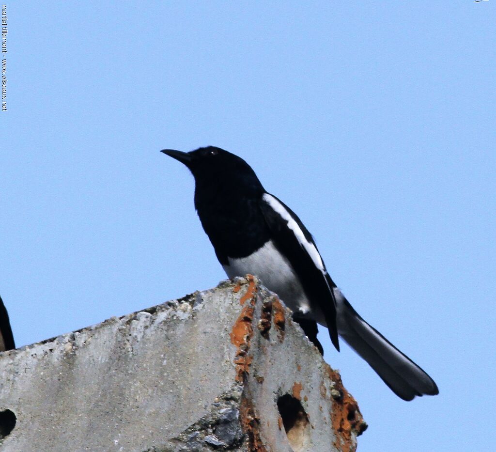 Oriental Magpie-Robin male