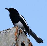 Oriental Magpie-Robin