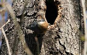 Eurasian Nuthatch