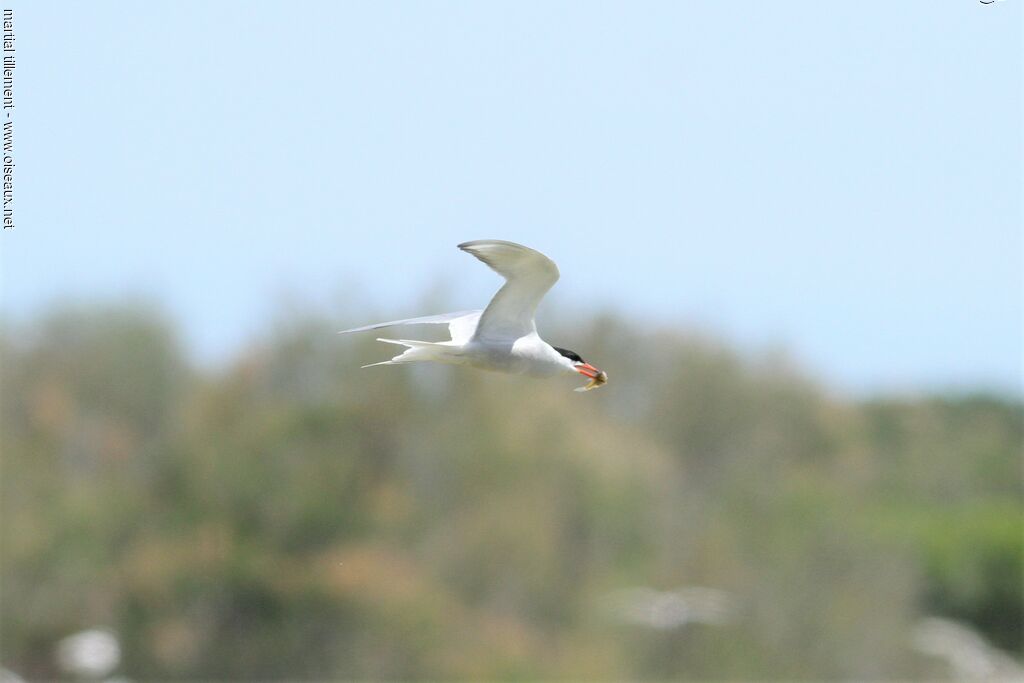 Common Tern