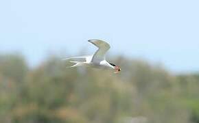 Common Tern