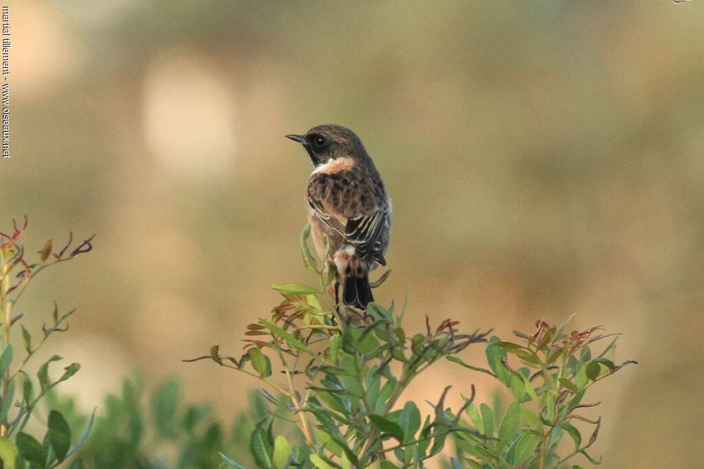 European Stonechat male