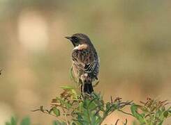 European Stonechat