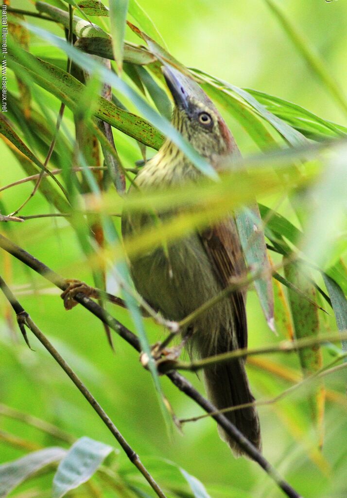 Pin-striped Tit-Babbler