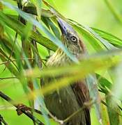 Pin-striped Tit-Babbler