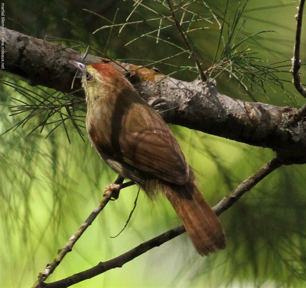 Pin-striped Tit-Babbler