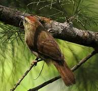 Pin-striped Tit-Babbler