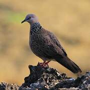 Spotted Dove