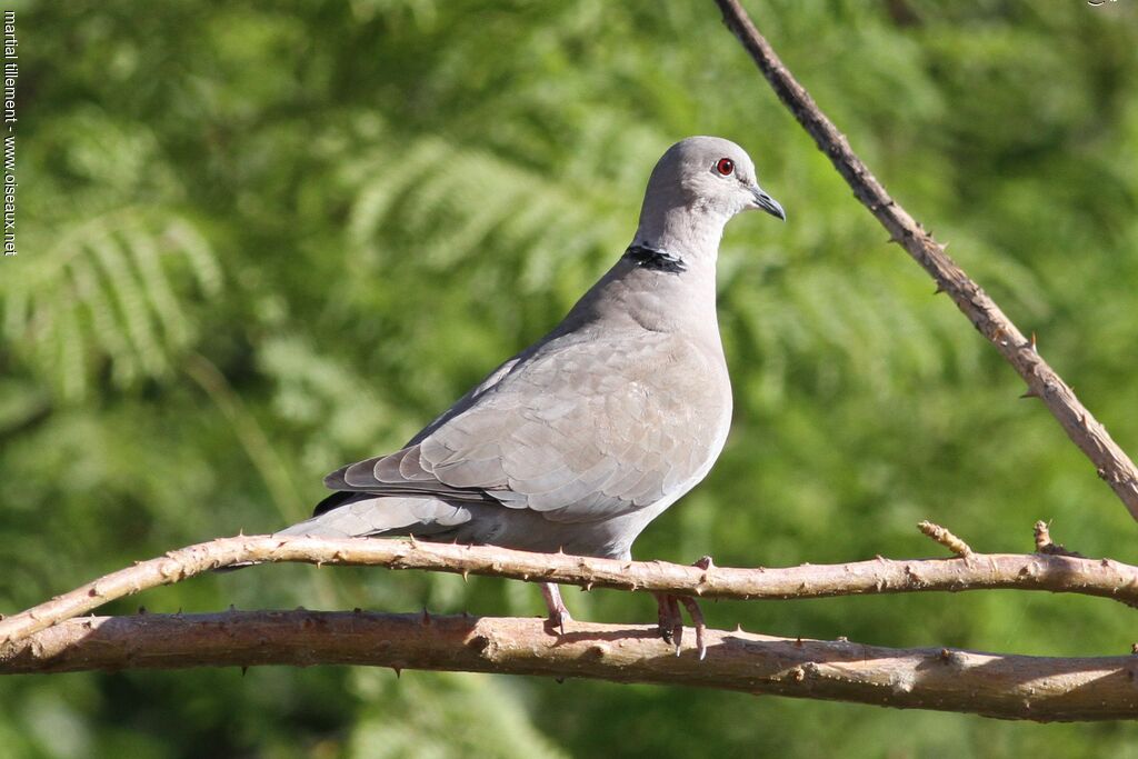 Eurasian Collared Dove