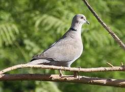 Eurasian Collared Dove