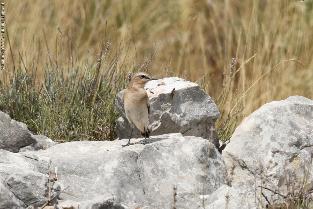 Northern Wheatear