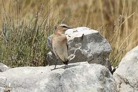 Northern Wheatear