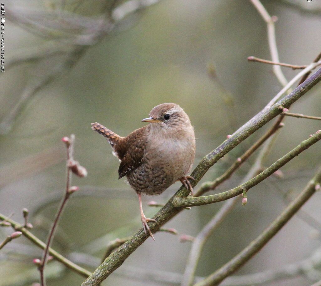 Eurasian Wren