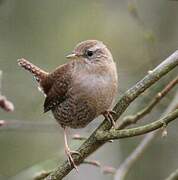 Troglodyte mignon