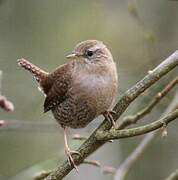 Eurasian Wren