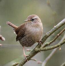Troglodyte mignon